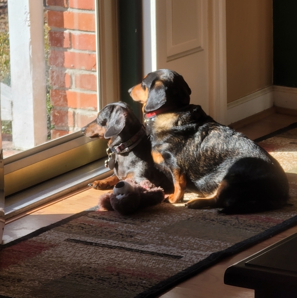 Meet your Posher, Bonnie - Picture 1 of 1